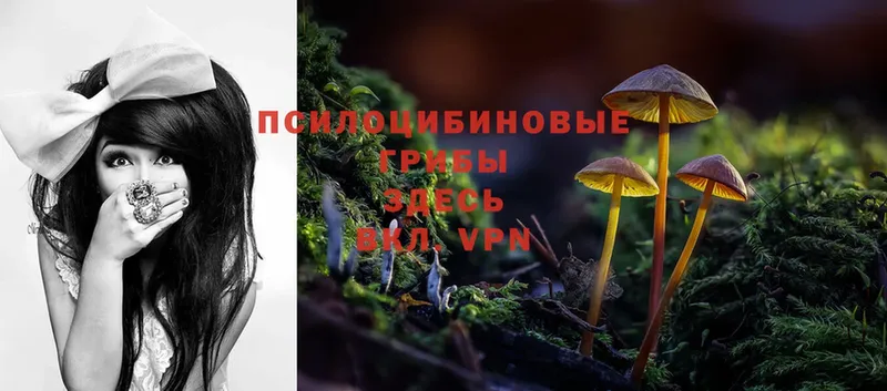 Галлюциногенные грибы Psilocybe  как найти закладки  Ленск 